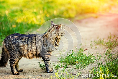 A Siberian cat on a dirt road Stock Photo