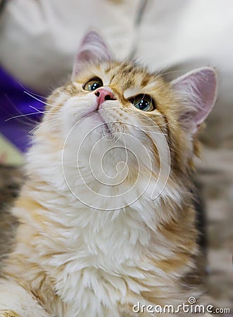 Siberian cat Stock Photo
