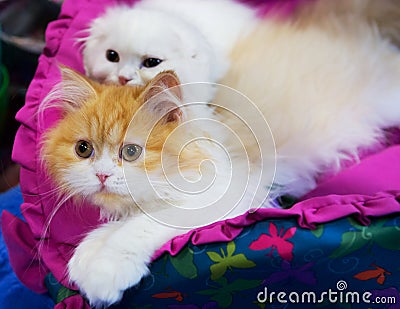 Siberian cat Stock Photo