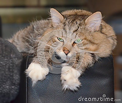 Siberian cat is lazy Stock Photo