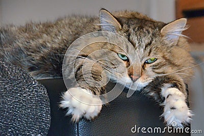 Siberian cat is lazy, the cat is lying on the bed Stock Photo