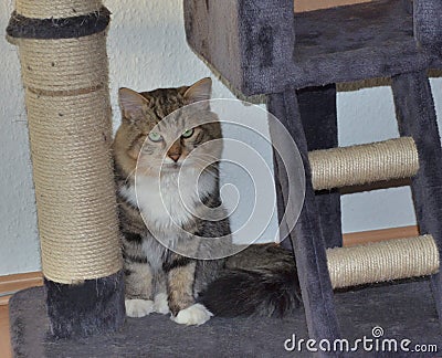 Siberian cat, scratch tree Stock Photo
