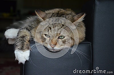 Siberian cat thought about life Stock Photo