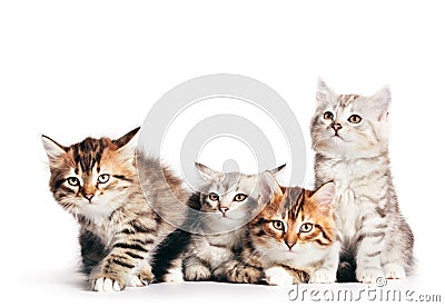 Siberian cats, cute kittens from same litter isolated on white Stock Photo