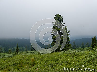 Siberian cedar in the middle of the plain in the fog. The picturesque landscapes of the Siberian mountains Stock Photo