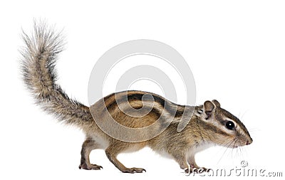 Siberian chipmunk, Euamias sibiricus, walking Stock Photo