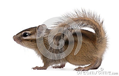 Siberian chipmunk, Euamias sibiricus, walking Stock Photo