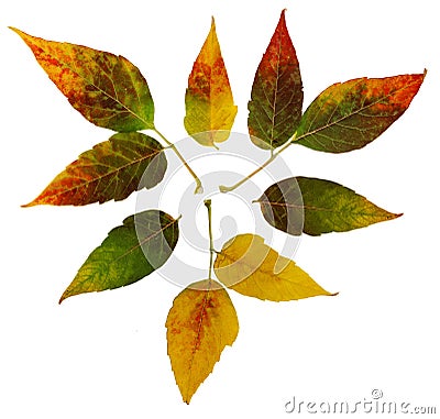 Siberian colorful maple leaves Stock Photo