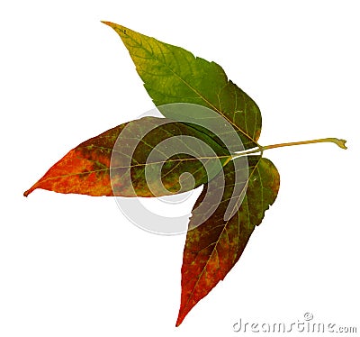 Siberian colorful maple leaves Stock Photo