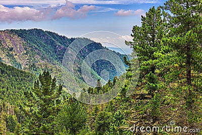 Siberian coniferous taiga in foothills Stock Photo