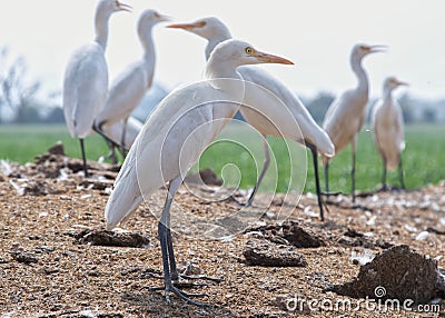 The white crane or Leucogeranus leucogeranus waiting in a field Stock Photo