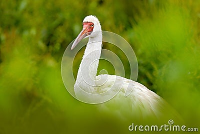 Siberian crane, Leucogeranus leucogeranus, also known as the Siberian white snow crane, rare bird from Russia. Detail close-up Stock Photo