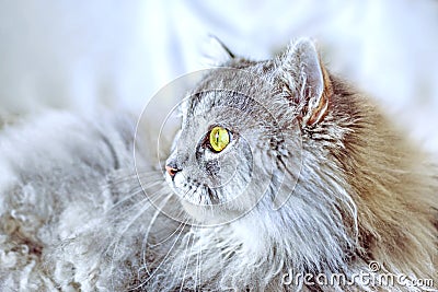 Siberian fluffy cat Stock Photo