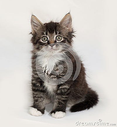 Siberian fluffy tabby kitten sitting on gray Stock Photo