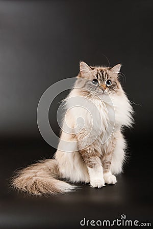 Siberian forest kitten Stock Photo