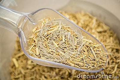 Siberian ginseng root Stock Photo