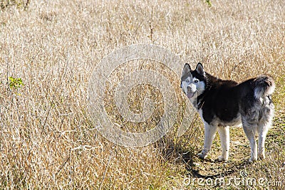 Siberian hasky dog portrait Stock Photo