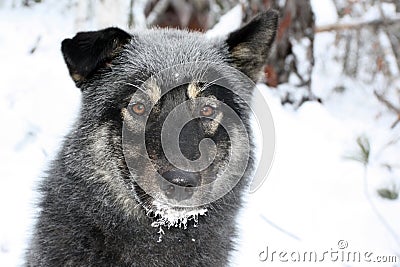 Siberian hunting dog Laika, Irkutsk region, Stock Photo