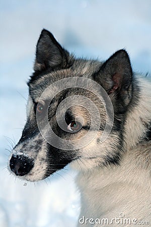 Siberian hunting dog Laika, Krasnoyarsk, Siberia Stock Photo