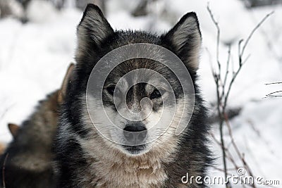 Siberian hunting dog Laika, Siberia Stock Photo