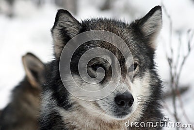 Siberian hunting dog Laika, Siberia, Russia Stock Photo