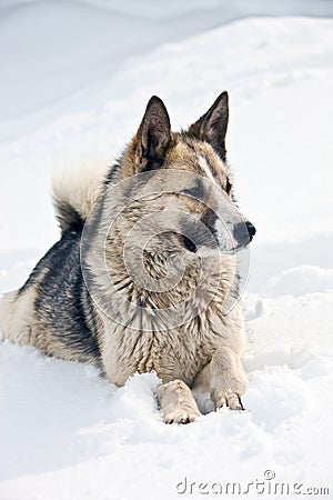 Siberian hunting dog (Laika, husky) lies on the snow Stock Photo
