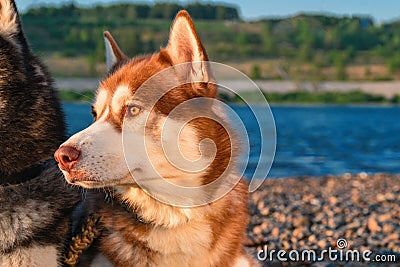 Siberian Huskies on a beach. Portrait husky dog on the summer beach. Stock Photo