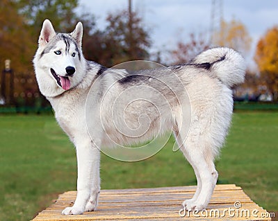 Siberian Husky Stock Photo