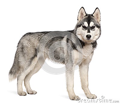 Siberian husky, 6 months old Stock Photo