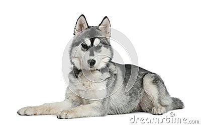 Siberian husky, 6 months old, lying Stock Photo