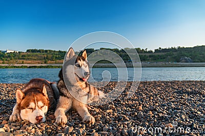 Siberian husky on the beach. Landscape of warm summer evening with beautiful husky dogs Stock Photo