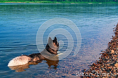 Siberian husky black and white color with fluffy tail lies in the shallow water, warm summer evening. Rear view. Evening river. Stock Photo