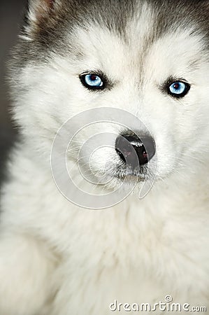 Siberian Husky blue eyes Stock Photo