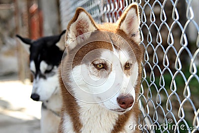 Siberian husky Stock Photo