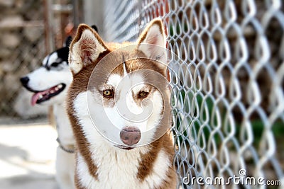 Siberian husky Stock Photo