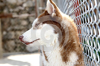 Siberian husky Stock Photo