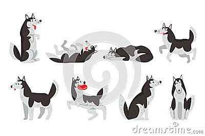 Siberian husky character sett, dog in different actions vector Illustrations on a white background Vector Illustration