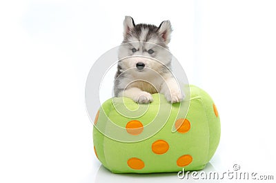 Siberian husky on dice pillow Stock Photo