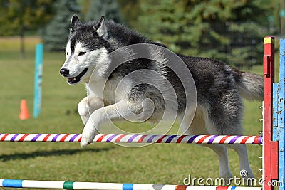 Siberian Husky at a Dog Agility Trial Stock Photo