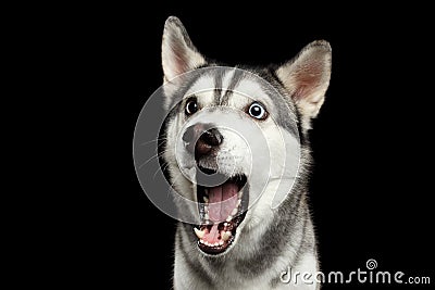 Siberian Husky Dog on Black Background Stock Photo