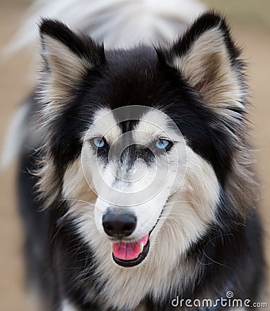 Siberian Husky dog breed. Stock Photo