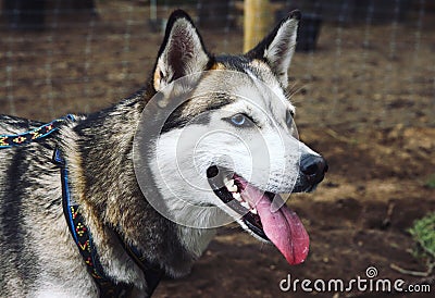 Siberian husky dog Stock Photo