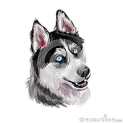 Siberian Husky dog hound with clear eyes digital art. Animal watercolor portrait closeup isolated muzzle of pet, canine hand drawn Stock Photo