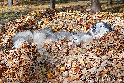 Siberian husky dog lying in pile of yellow leaves Stock Photo