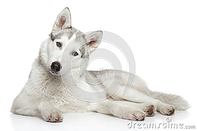 Siberian Husky dog on white background Stock Photo