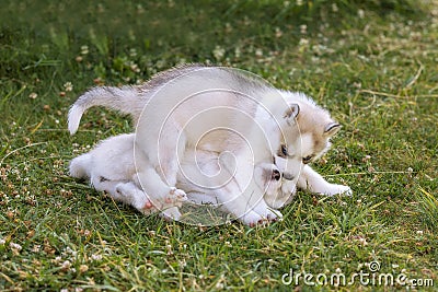 Siberian Husky dog puppies play outdoors Stock Photo