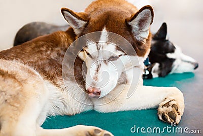 Siberian husky dog resting indoors. Stock Photo