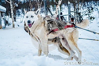 Siberian Husky Dog Sled in Ivalo, Finland Stock Photo