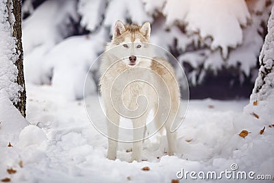 Siberian husky dog in the snow forest. Stock Photo