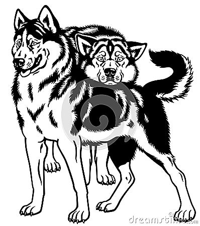 Siberian husky dogs Vector Illustration